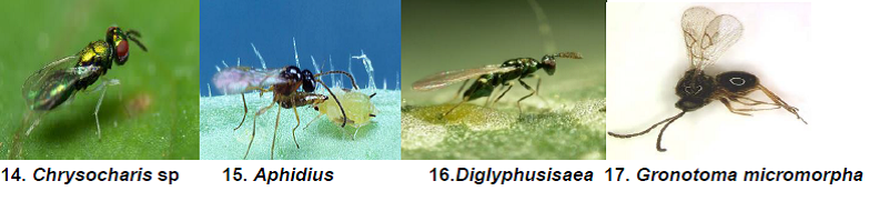 Peach Nymphal larval and adult parasitoids