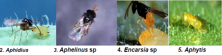 Pear Nymphal larval and adult parasitoids