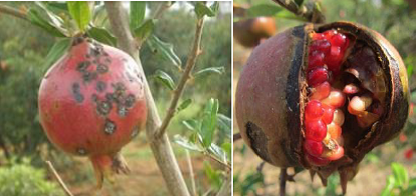 Pomegranate Bacterial leaf and fruit spot