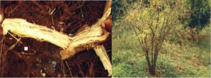 Pomegranate Fusarium wilt 