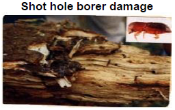 Shot hole borer Damage symptoms