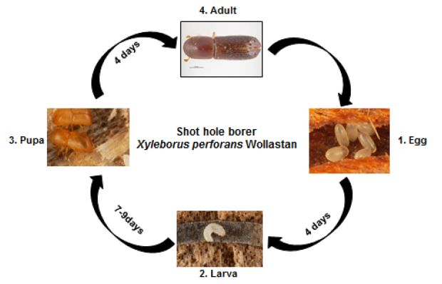 Shot hole borer Life cycle