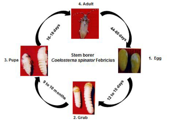 Squash Vine Borer Life Cycle   Stem Borer Life Cycletest 