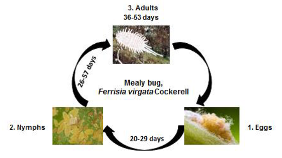Tailed mealy bug  Life cycle