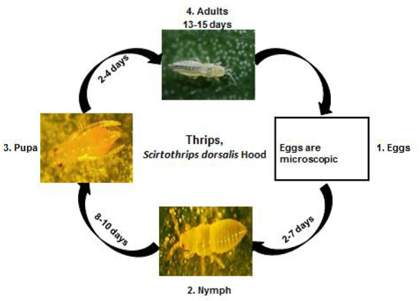 Thrips Life cycle