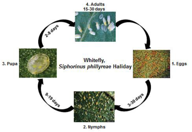 Whitefly Life cycle