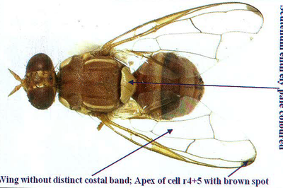 Wing without distinct costal band