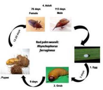 Oilpalm Insect Pests — Vikaspedia