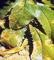 Leaf spot img