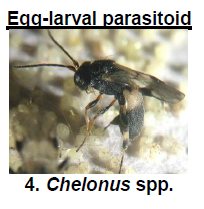 Egg larval parasitoid 