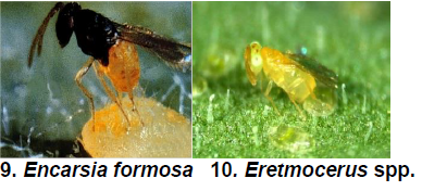Nymphal larval and adult parasitoids 