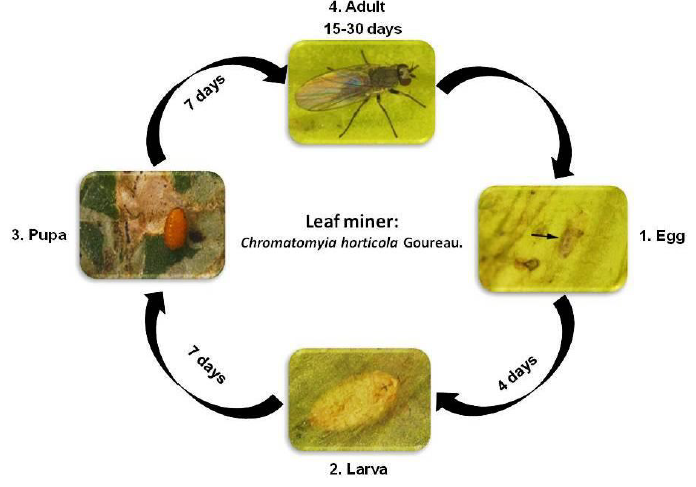 leaf miner life cycle