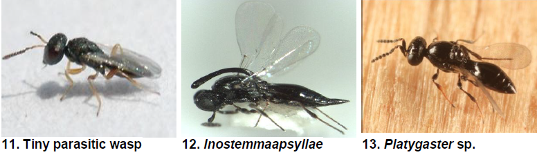 Nymphal and adult parasitoids.png