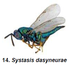 Nymphal and adult parasitoids1.png