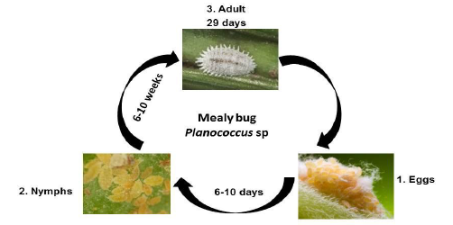 Mealy bug life cycle.png