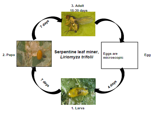 leaf miner life cycle