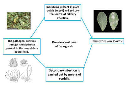 Fenugreek Powdery mildew Life Cycle