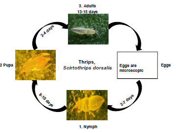 Fenugreek Thrips