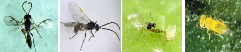 Nymphal and adult parasitoids.png