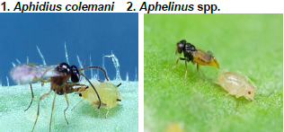 Cabbage aphids Parasitoid