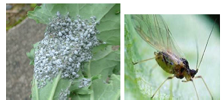 Cabbage aphids