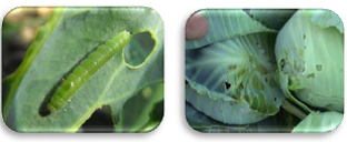 Cabbage head borer Damage symptoms