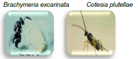 Cabbage leaf webber Larval parasitoids1