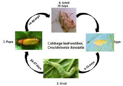 Cabbage leaf webber Life cycle