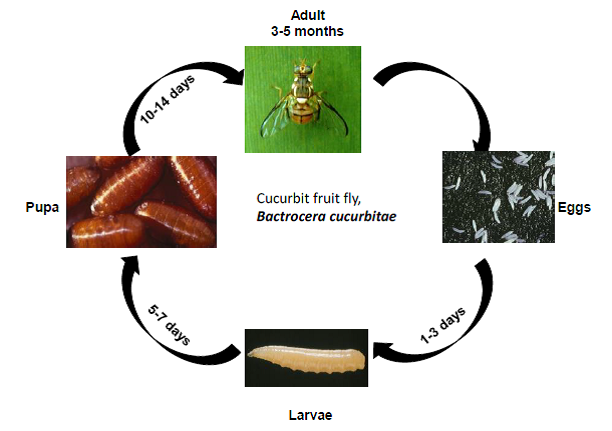 Cucurbitaceous Vegetable Insect Pests — Vikaspedia