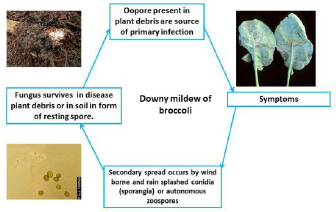Downy mildew Disease cycle.png