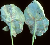 Downy mildew.png