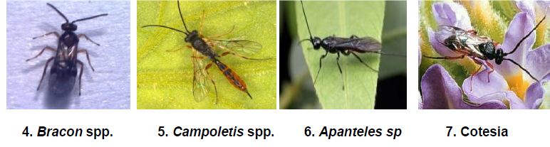 Larval parasitoids.png