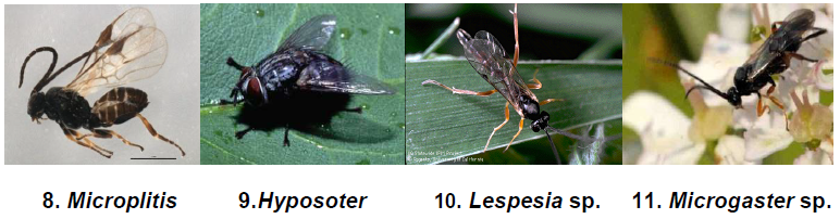 Larval parasitoids1.png