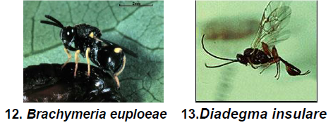 Pupal parasitoid.png