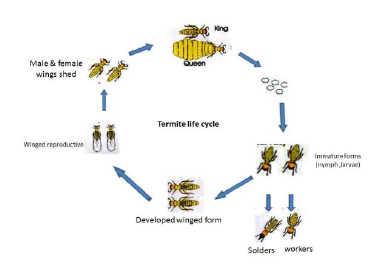 Termites life cycle.png