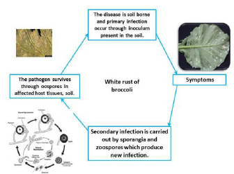 White rust Disease cycle.png