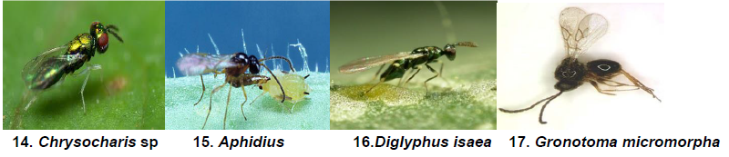 larval and adult parasitoids.png