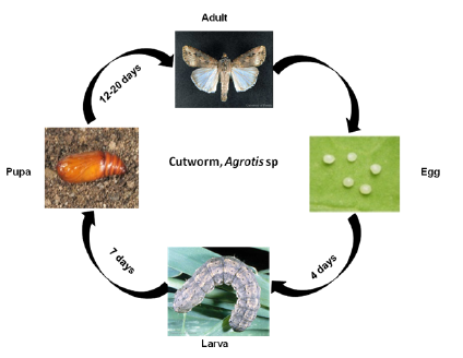 cutworms life cycle