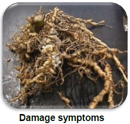 Root knot nematode Damage symptoms