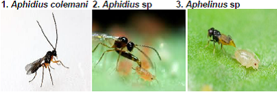 Aphids  Parasitoids