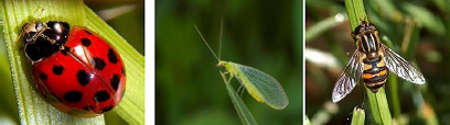 Aphids  Predators