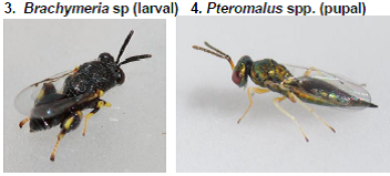 Citrus butterfly  Parasitoids1