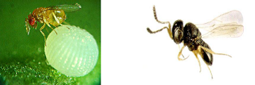 Citrus butterfly  Parasitoids