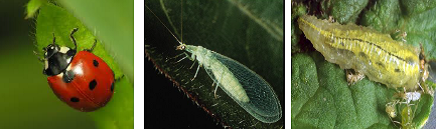 Citrus psylla psyllid Life cycle