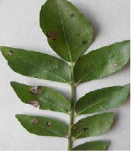 Common Pests And Diseases Affecting Curry Leaf Plants: Proactive Prevention Tips