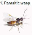 Mealybugs Parasitoids