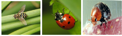 Mealybugs Predators