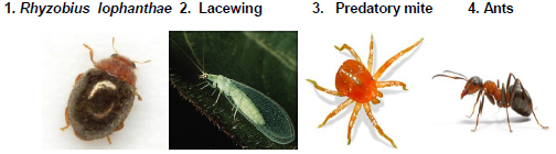 Scales Life cycle Predators