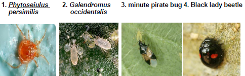 Two spotted spider mite  Predator mites