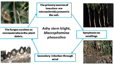 Disease cycle Ashy stem blight